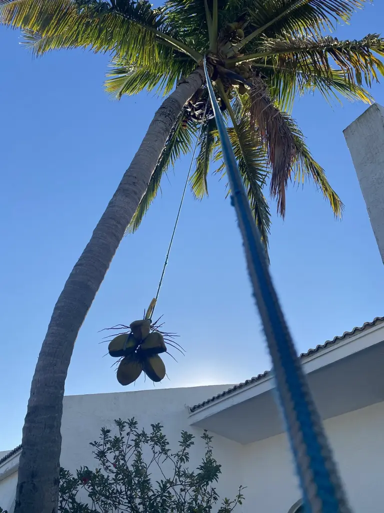 Stephen's Tree Service Jupiter FL