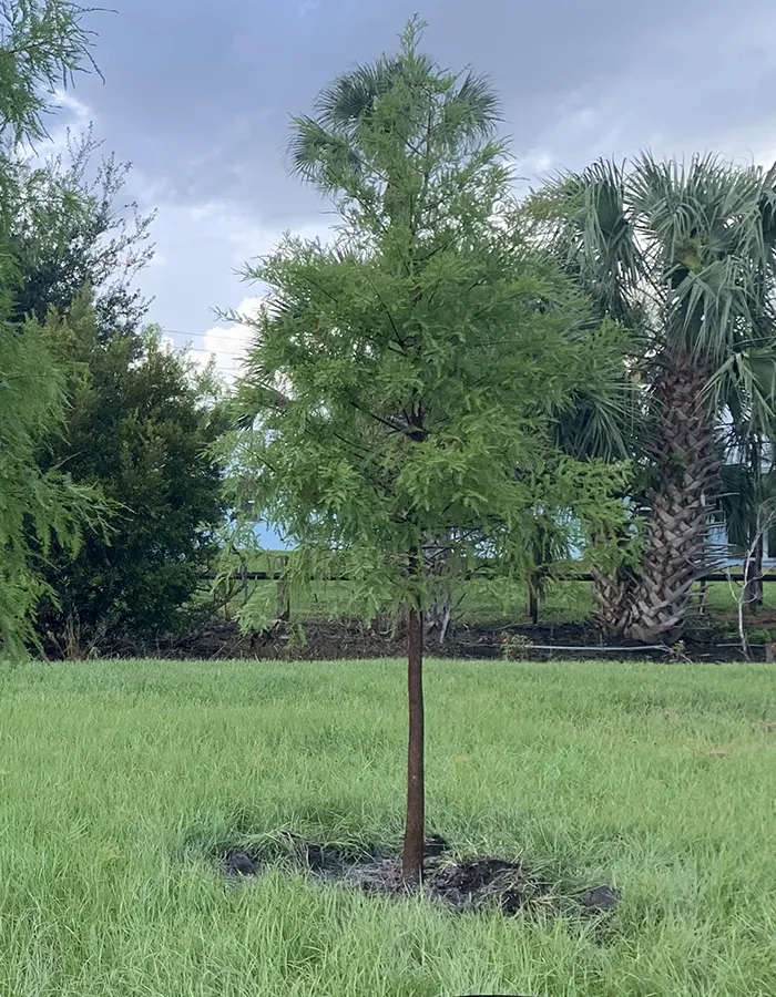 Tree Planting Service