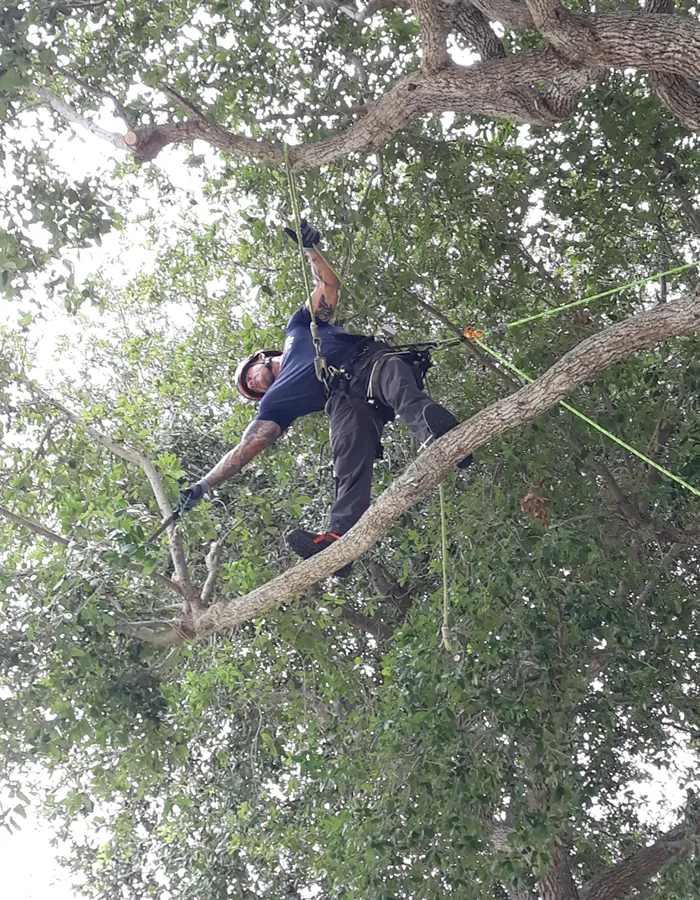 Tree Pruning Service In Jupiter FL