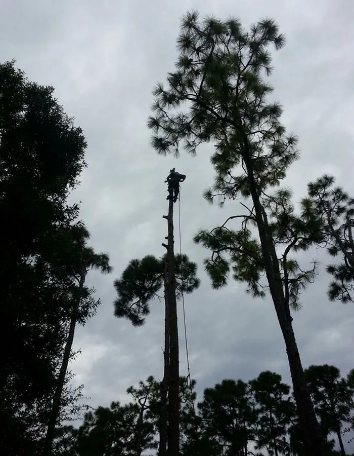 Tree Removal Service