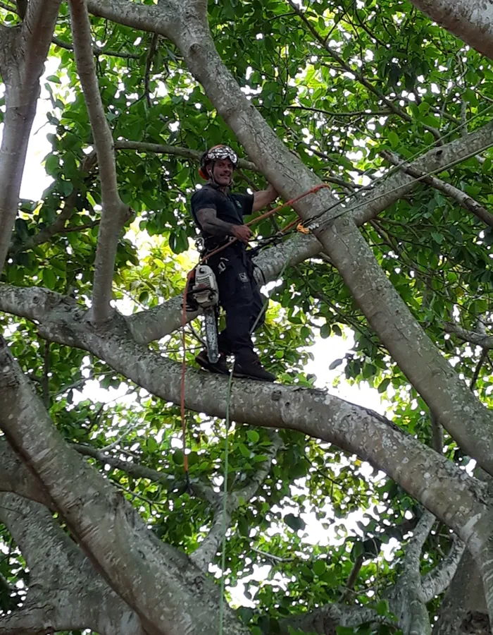 Tree Risk Assessment Service