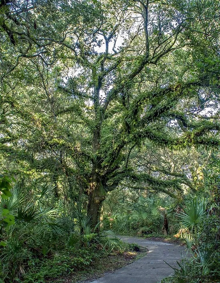 Tree Services In Jupiter FL