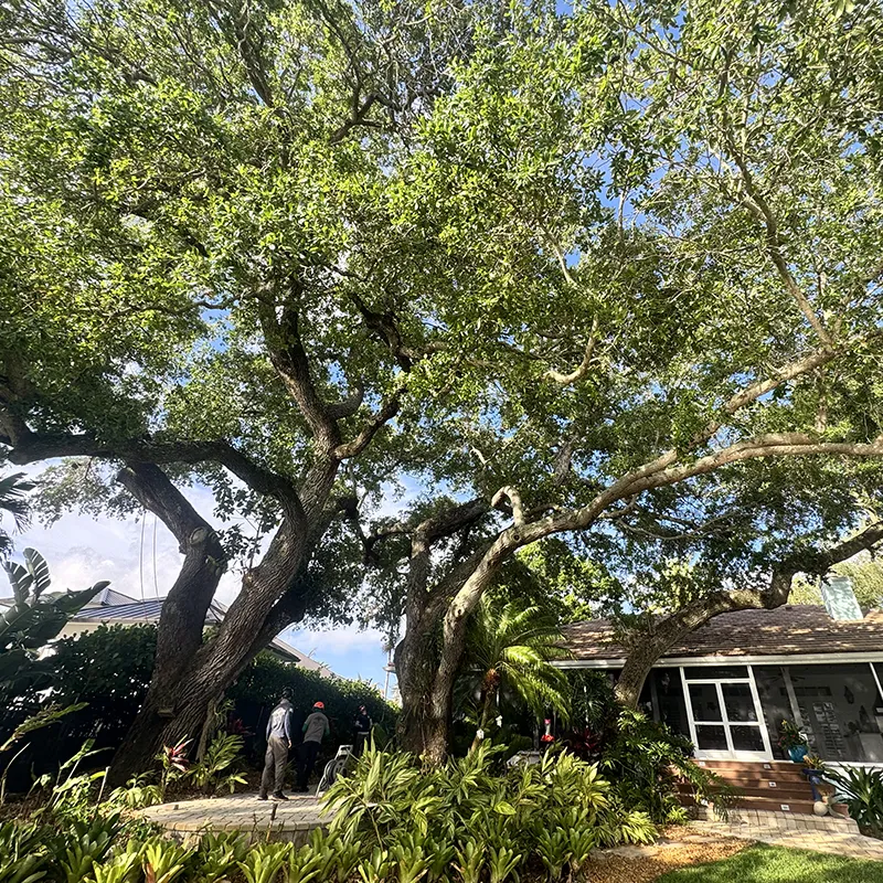 A Tree Structurally Pruned