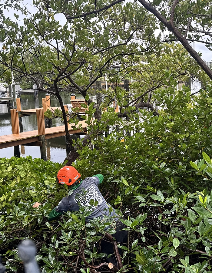 Mangrove Pruning Service