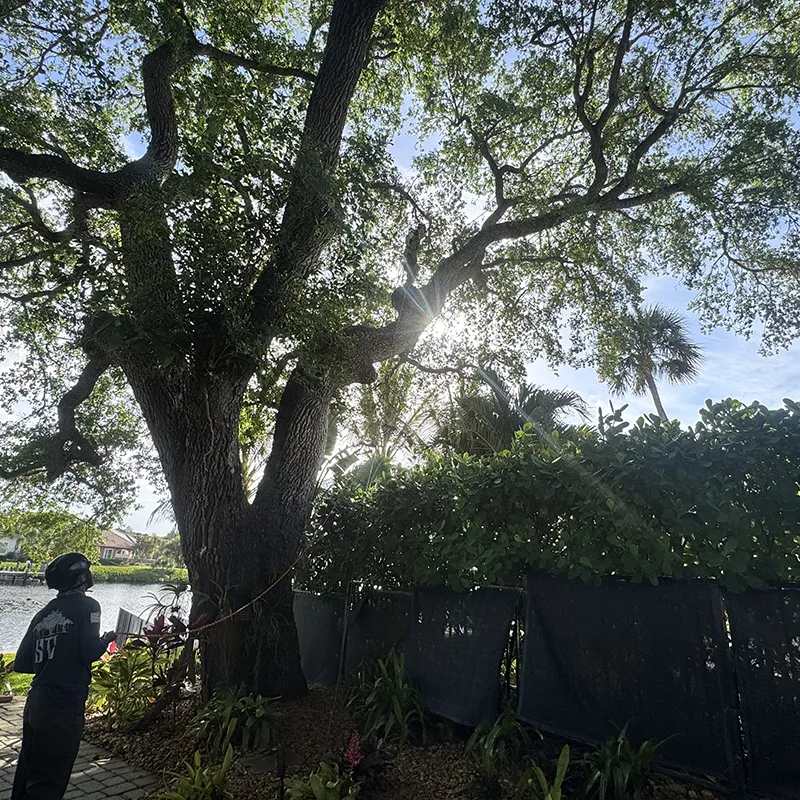 Structural Pruning