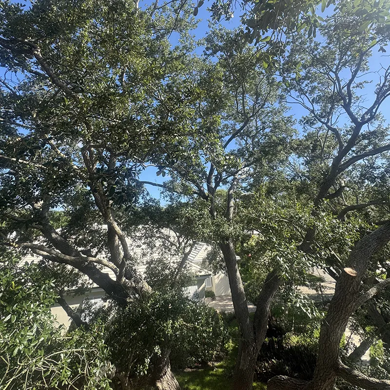 Canopy Reduction 1