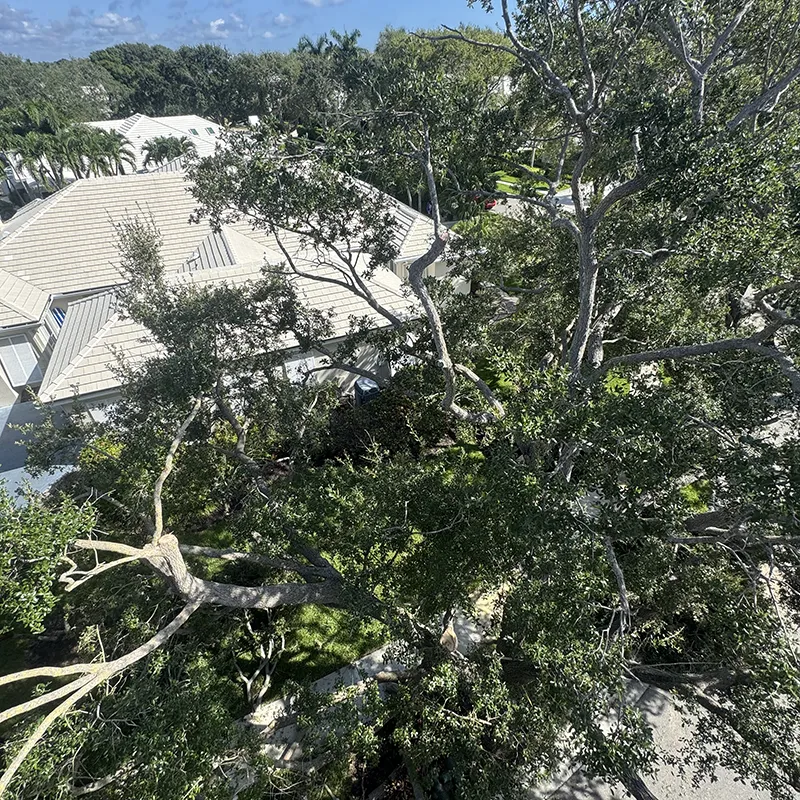 Canopy Reduction 2