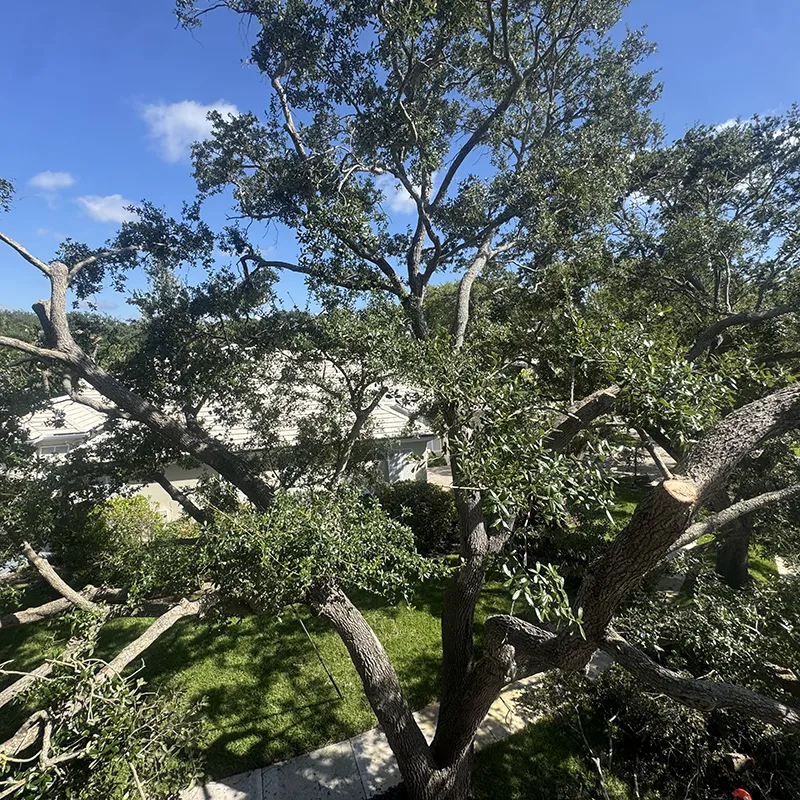 Canopy Reduction 3