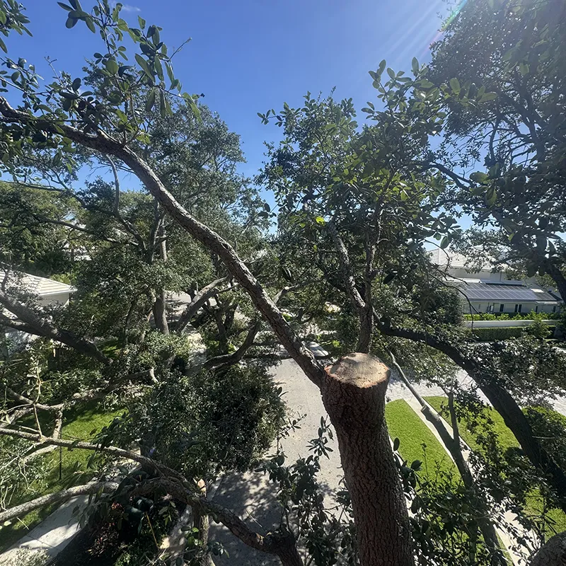 Canopy Reduction 4
